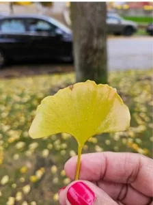 Yellow leaf